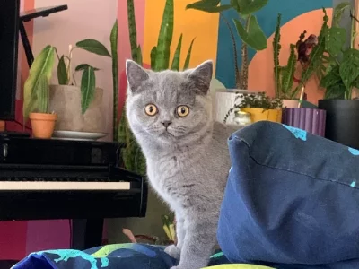British Shorthair – Northgate