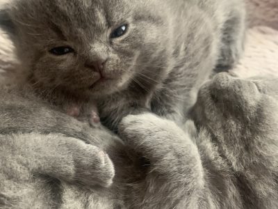 British Shorthair – Northgate