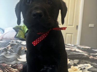 Labrador Retriever – Bona Vista