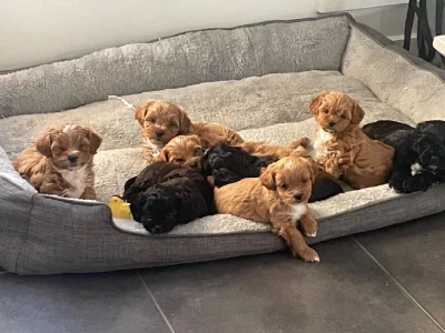 Shoodle – South Kingsville