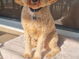 Cavoodle – Chrissie