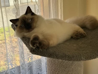 Ragdoll – Salisbury