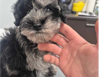 Cavoodle – Melton South