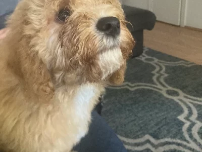 Spoodle – Clemton Park