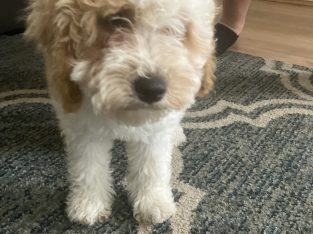 Bichoodle – Clemton Park