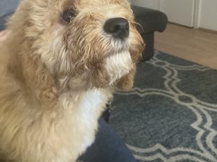 Spoodle – Clemton Park