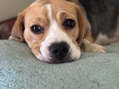 Beagle – Burpengary