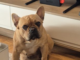 French Bulldog – Northcote