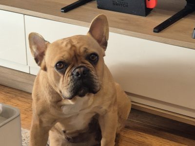 French Bulldog – Northcote