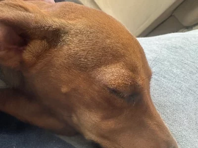 Dachshund – Craigieburn