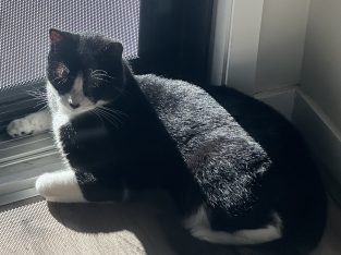 Other Cats – Craigieburn