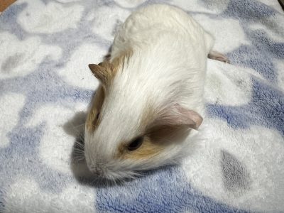 Guinea Pig – York