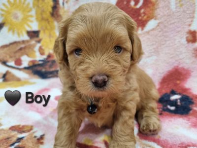 Cavoodle – Sunbury