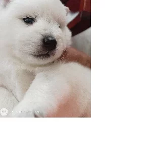 Japanese Spitz – Kippa-Ring