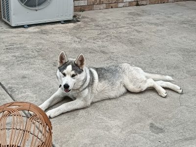 Alaskan Malamute – Blenheim