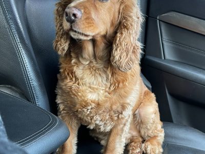 Cavalier King Charles Spaniel – Concord