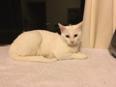 Domestic Short Hair (DSH) – Concord