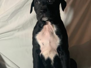 Dogs – Murray Bridge