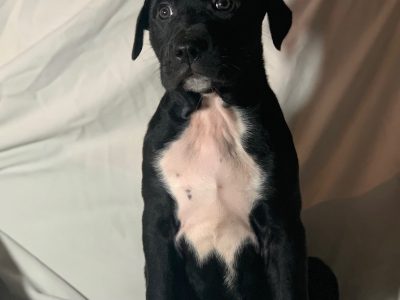 Dogs – Murray Bridge