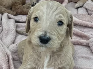 Groodle – Wonga Park