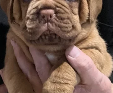 Dogue De Bordeaux – Bathurst