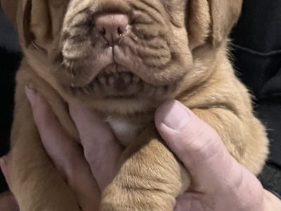 Dogue De Bordeaux – Caro