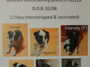 Australian Cattle Dog – Millmerran