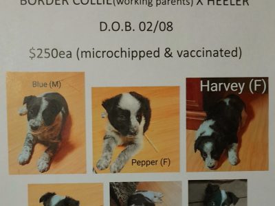 Australian Cattle Dog – Millmerran