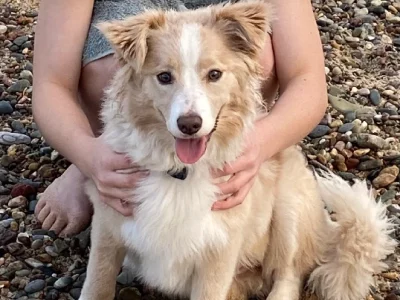 Border Collie – Taree