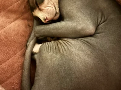 Sphynx – Traralgon