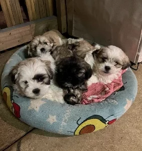 Lhasa Apso – Bendigo