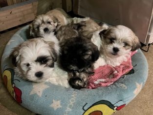 Lhasa Apso – Bendigo