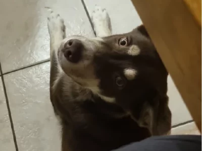 Husky – Browns Plains