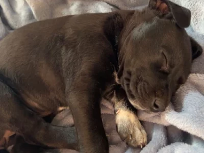 Other Dogs – Kalgoorlie