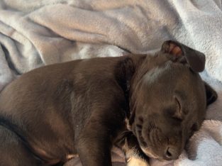 Other Dogs – Kalgoorlie