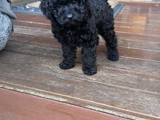 Toy Poodle – Oxenford