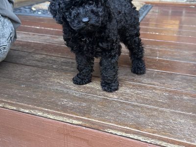 Toy Poodle – Oxenford