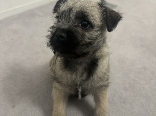 Schnauzer (Miniature) – Mont Albert