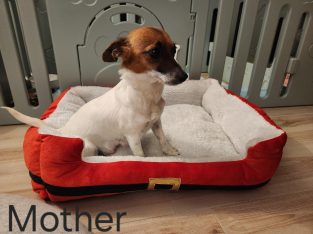 Mini Foxy – Armidale