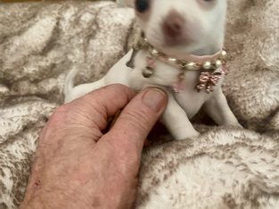 Chihuahua – Kariong