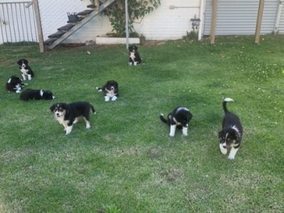 Australian Shepherd – Harle’s Puppies