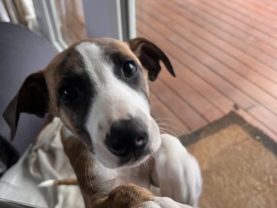 Whippet – Charnwood