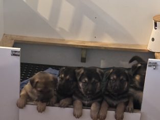 German Shepherd – Menzies Creek