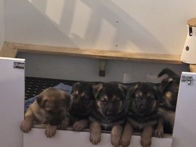 German Shepherd – Menzies Creek