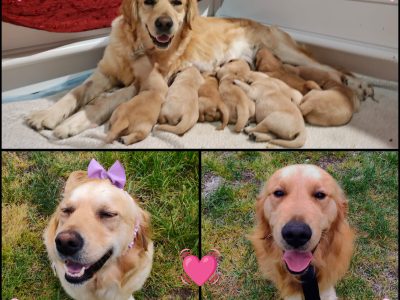 Golden Retriever – Maria