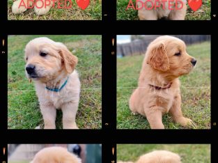 Golden Retriever – Maria