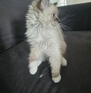 Cats – Edensor Park