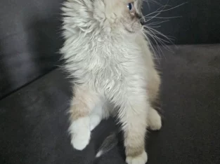 Cats – Edensor Park