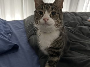 Domestic Short Hair (DSH) – Banksia Grove