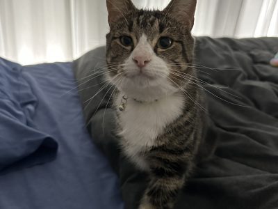 Domestic Short Hair (DSH) – Banksia Grove